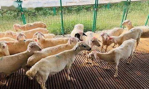 1591002937509324.jpg 農戶免費貸款.jpg